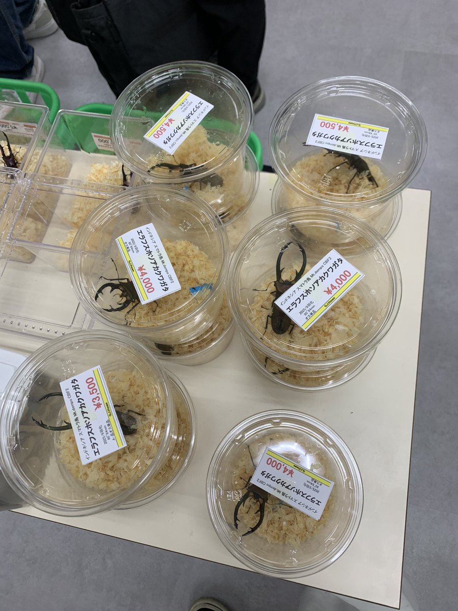 insectGJhouse's tweet photo. エラフス残り僅かです https://t.co/qsQlXdzGKT