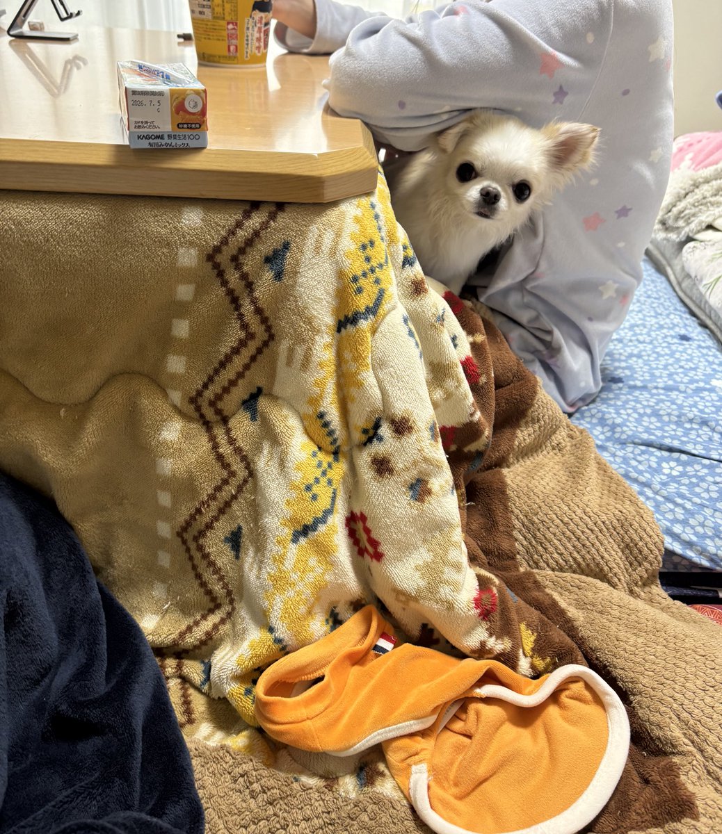 チワワの風太 (@futa_0210) / Posts / X