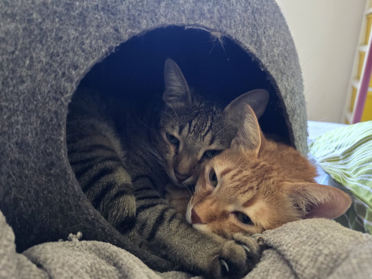 stonecharioteer's tweet photo. What's the point of getting them 2 separate cat caves? #WinterHasCome https://t.co/urJyCdowRO