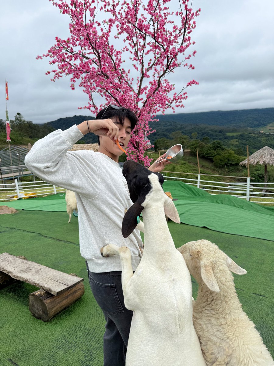 ไม่น่าเข้าไปเล้ยยโดนโจมตี 🤣🐐🐑 #WinnerTanatat