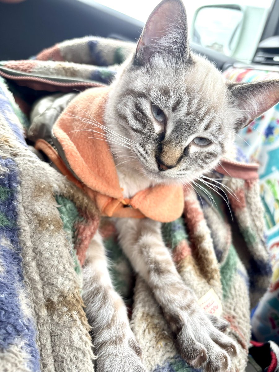 chiecolor's tweet photo. 昨日のドライブみう😺　眠い〜ね　#シャムトラ　#ドライブ猫 https://t.co/lW6WswP702