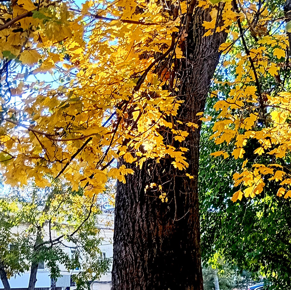 Катерина Галич tweet media