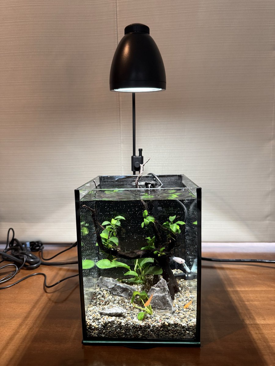 jun1968_jf's tweet photo. 自宅の近くにあるコーヒーショップのイベントで、
メダカセットと飴細工を買ってみた。
ライト、水槽、メダカなどなど写真のセットで購入。
飴細工は干支の猿をゴールド風にして金運アップ？！
無事に自宅に水槽をセットしたら愛犬達も見学中。
#メダカ 
#もしもしコーヒー https://t.co/eHyxcXEqpw