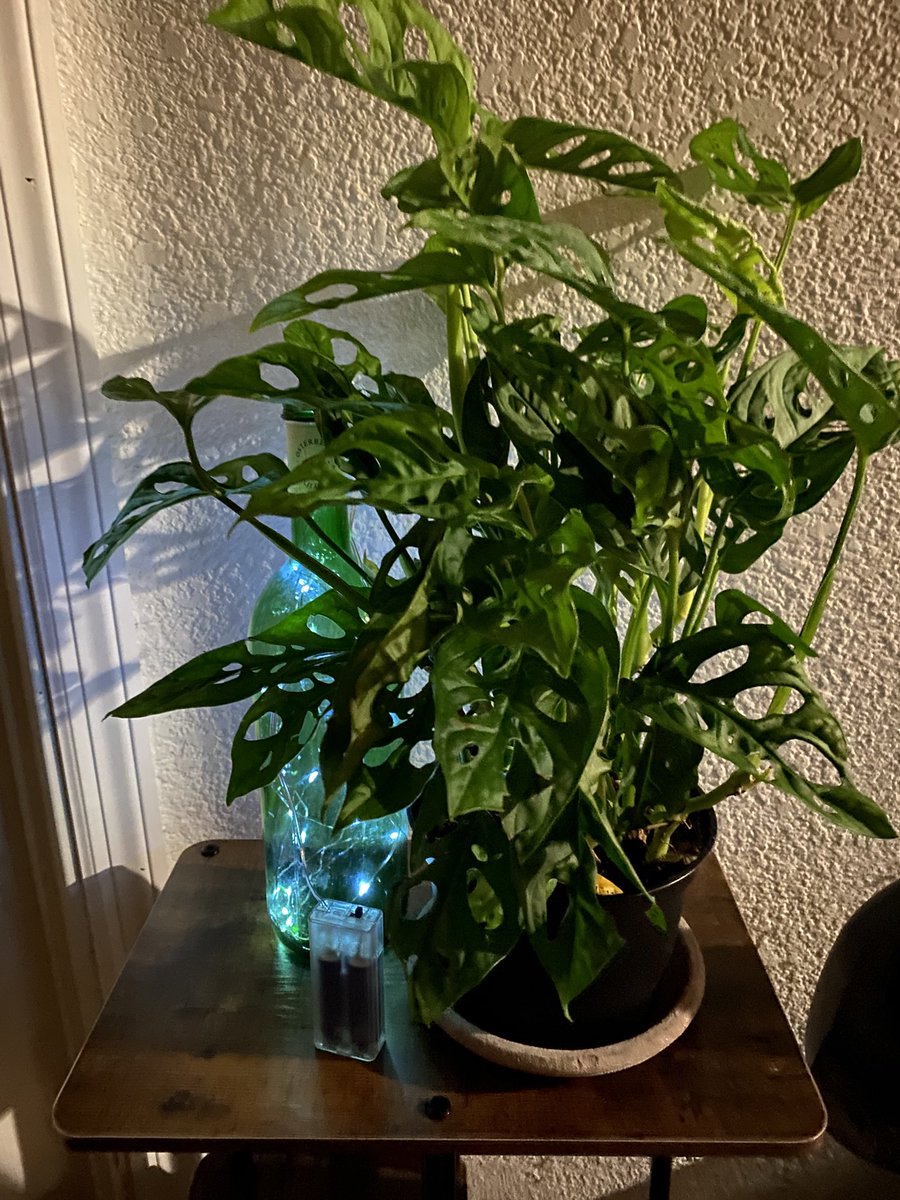 MooglePower's tweet image. The dobe and I becoming houseplant furries