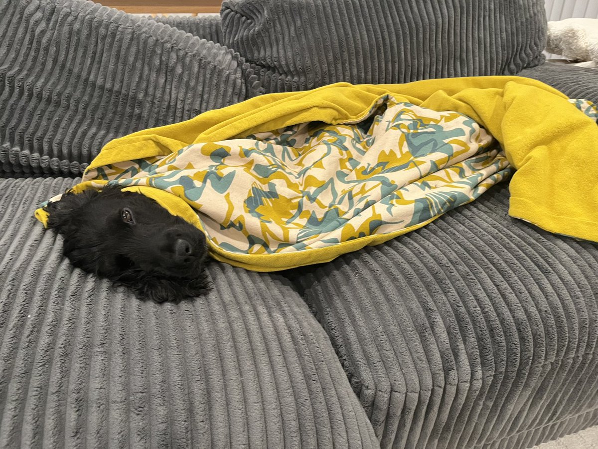 おっちょこちょいのいぬ (@sieteochoperro) on Twitter photo 