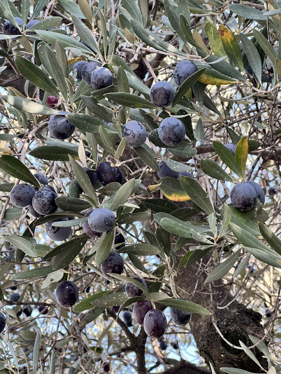 Kibrinizi bırakın ve evrende yalnız olmadığınızı, büyük bir bütünün parçası olduğunuzu hatırlayın.