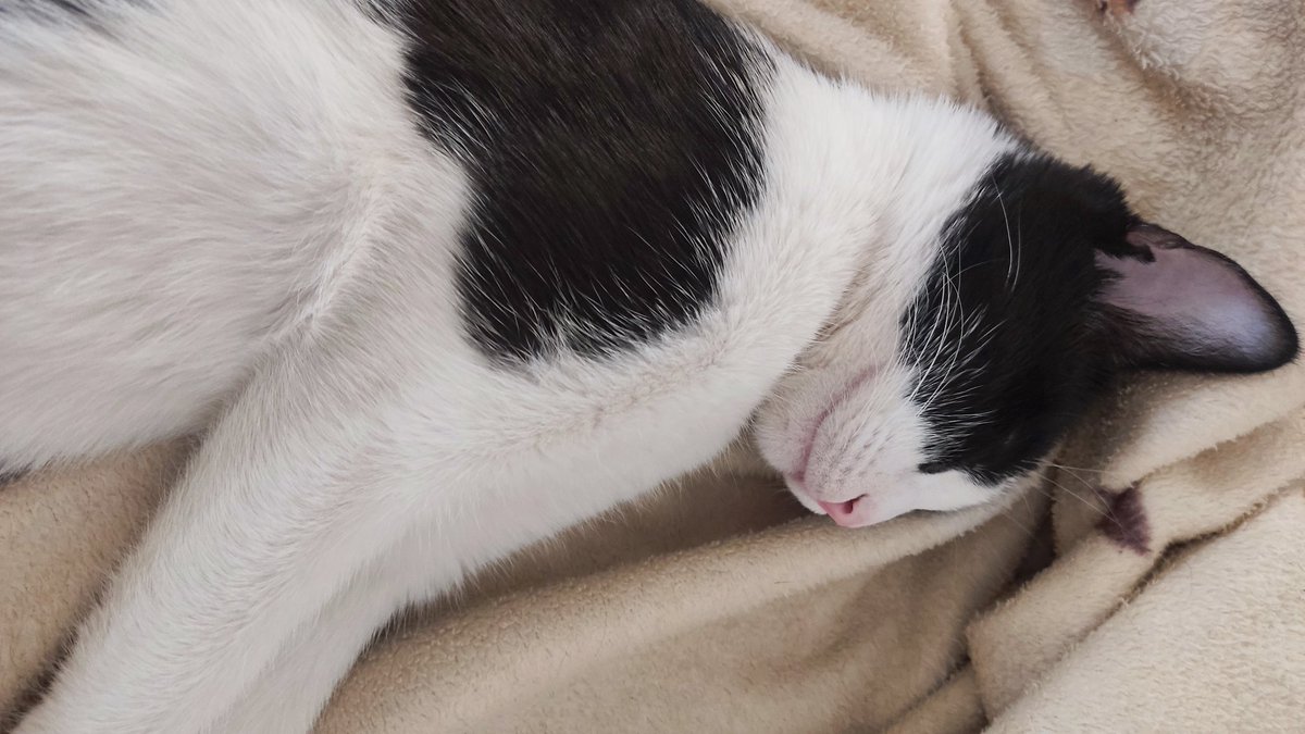 LowLevelLover's tweet image. بیدار شدم می‌بینم هارو روی پتوم خوابیده آروم اومدم بیرون از زیر پتو و یه ربعه نشستم نگاش می‌کنم خرگوربا رو از بس ناز خوابیده