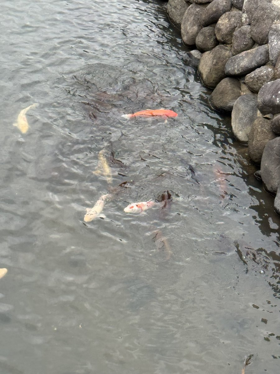 うっちー a.k.a.しまばん on X