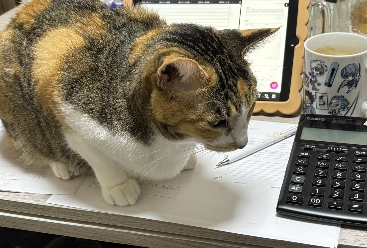 rinnn_dir's tweet image. 夕勉邪魔猫