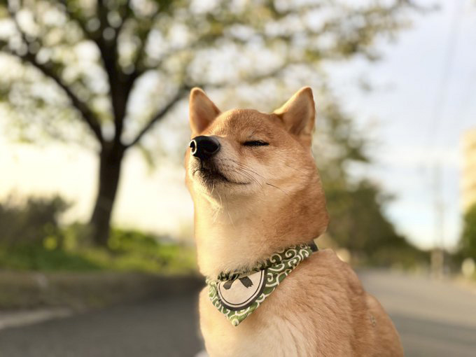 shiba_sukisugi's tweet photo. わかるけど……ごめんね😅
⬇️こんな〇〇はイヤだ40　よそはよそ⬇️
https://t.co/T0QdKjl1yw

※モデル
@benimaru1shiba さんちのべにまる
@KoMacHi_1809 さんちの小町
@unimama0522 さんちのうに https://t.co/WqDejLWZaM