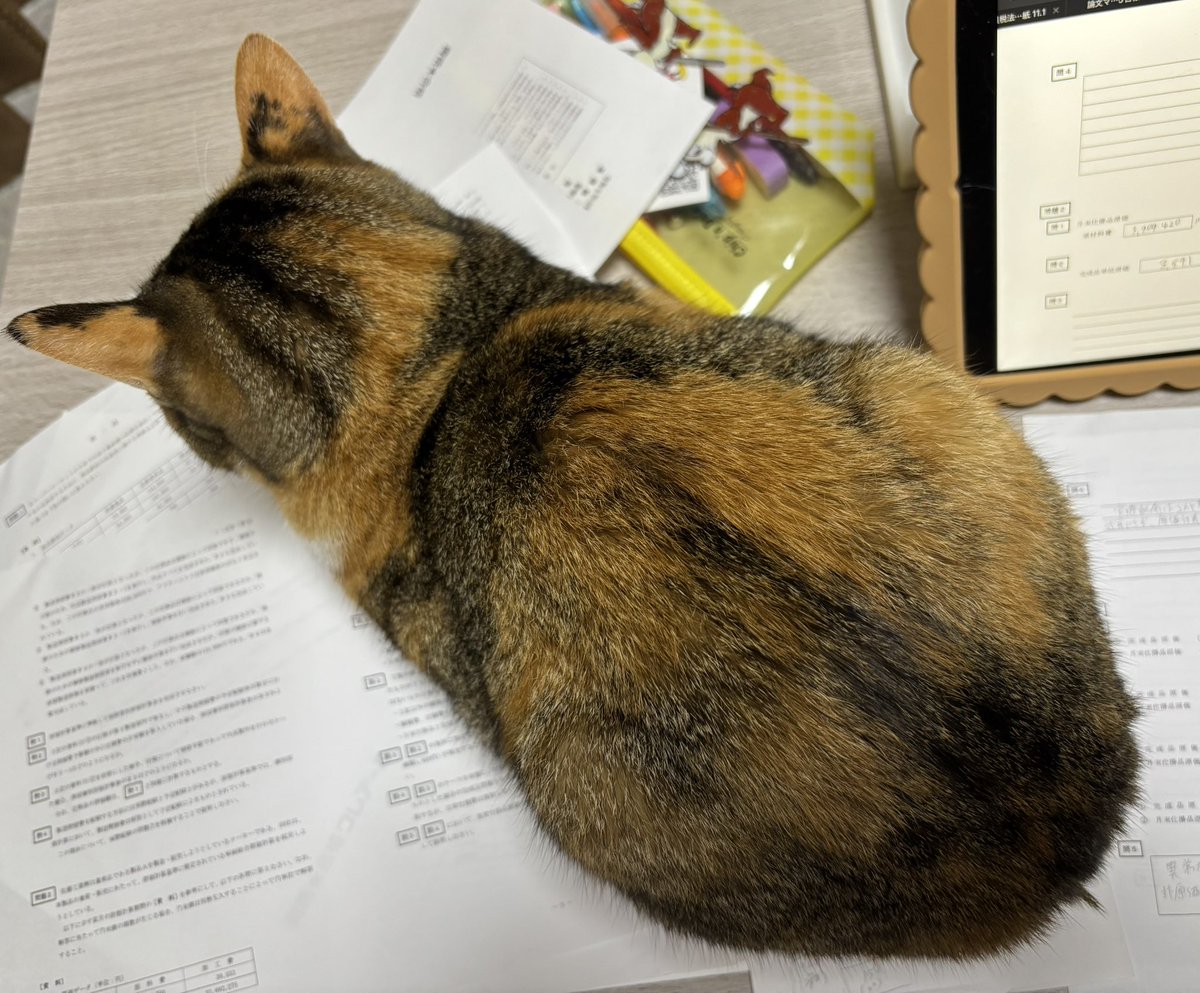 rinnn_dir's tweet image. あ、居座ることにしたんだね…