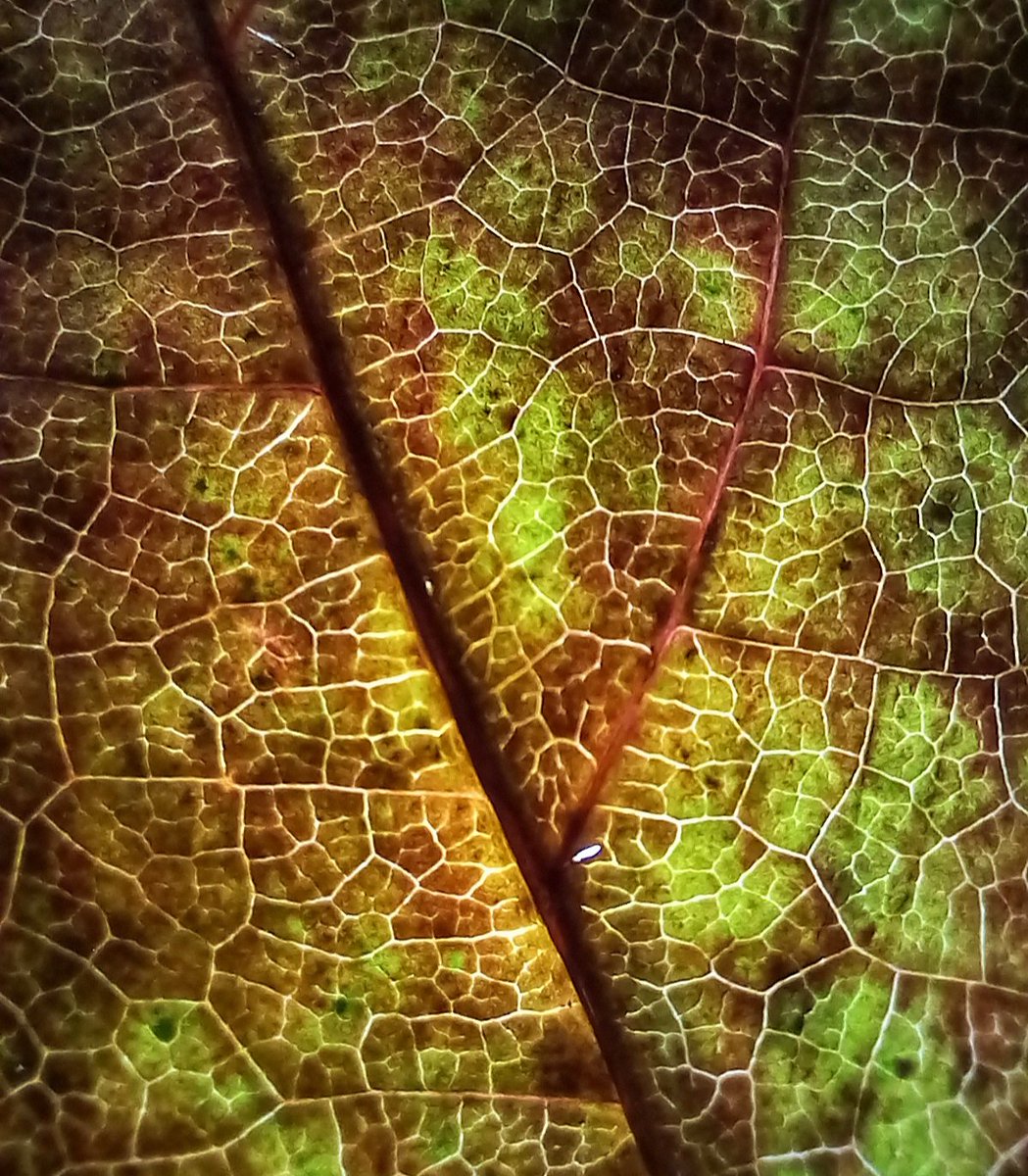 .
Guten Morgen ihr Lieben in der Welt 🌎
.
#GutenMorgen 
#goodmorning 
#Herbst #Otoño #Autumn m
.