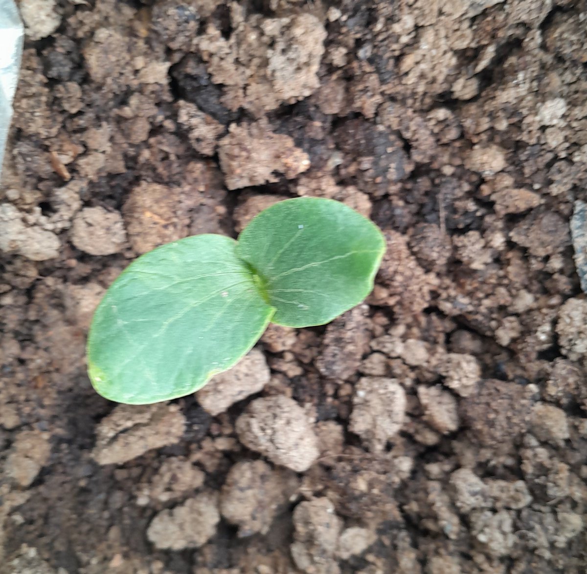 Fungi_MM's tweet photo. And  14 days  after planting we have a pair of healthy cotyledons   #WomenInFoodandAgriculture
#ValueAddingFarmProduce
#GiantPumpkins
##homesteadingwithMarina https://t.co/51damZeHeV