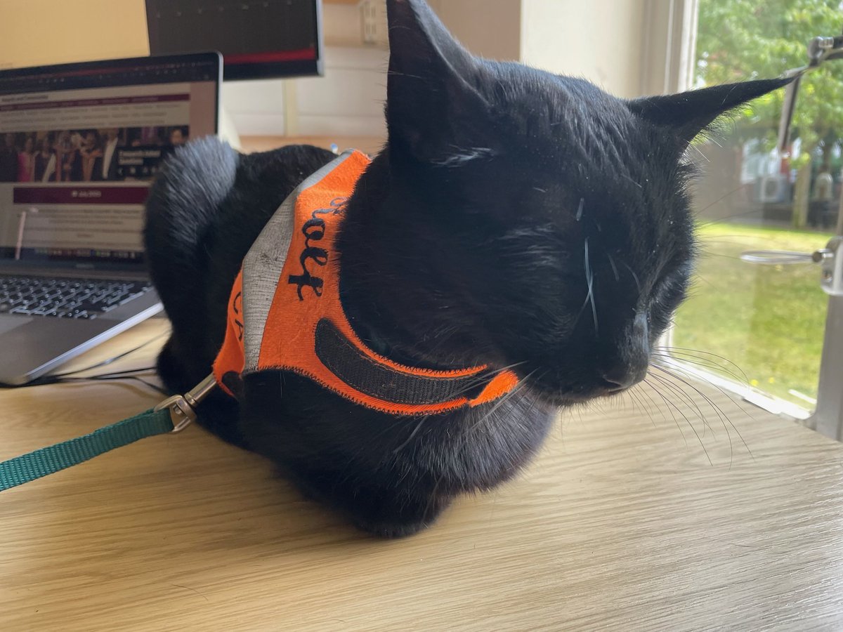 Rolf the University of Warwick Campus Cat tweet media