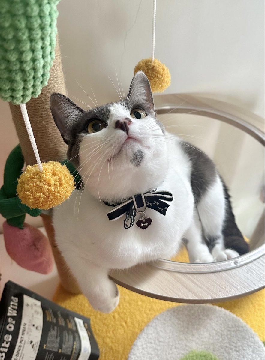 Syapa maw tiyum ak?🤭😽