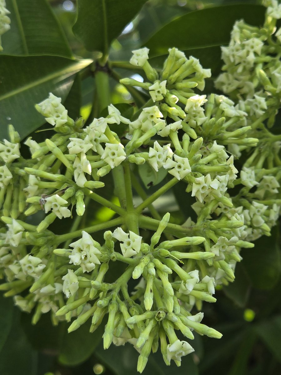 dhruman39's tweet photo. You cannot ignore it's alluring #smell even if you're metres away!
The #flowering of #Saptaparni (Alstonia scholaris) creates #beautiful canvass!!

Commonly called #blackboardtree or #devilstree it is an #evergreen tree!!

#tree #gardentree #smellingtree #treesofneighbourhood https://t.co/uAZw2Hd11M