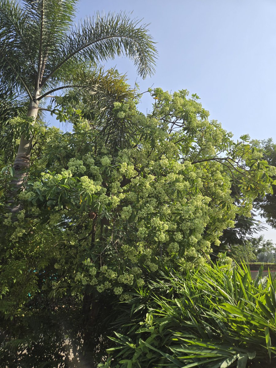 dhruman39's tweet photo. You cannot ignore it's alluring #smell even if you're metres away!
The #flowering of #Saptaparni (Alstonia scholaris) creates #beautiful canvass!!

Commonly called #blackboardtree or #devilstree it is an #evergreen tree!!

#tree #gardentree #smellingtree #treesofneighbourhood https://t.co/uAZw2Hd11M