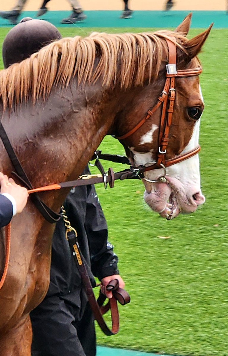 Force of the Horse イクイノックス SR 競馬】イクイノックス【SR】SDF