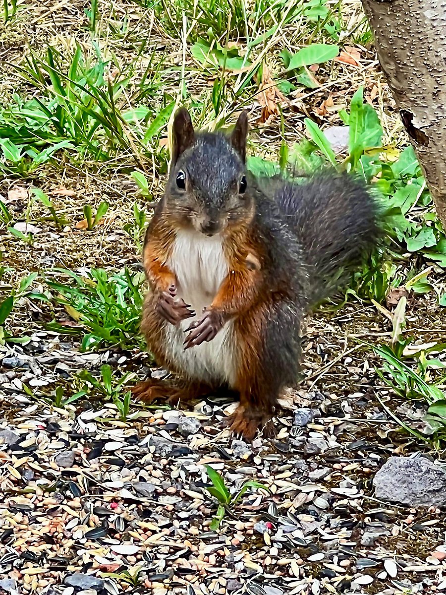 Guten Morgen ihr Lieben. Es sind wieder frische Sonntagshörnchen eingetroffen. Wünsche euch einen schönen Sonntag 🥰
#eichhörnchen #eichhörnchenliebe #squirrel #tiere #animal #tier #animals #squirrels #nüsse #sonnenblumenkerne #wildlife #garten #hörnchen #puscheltier #iPhone16Pro