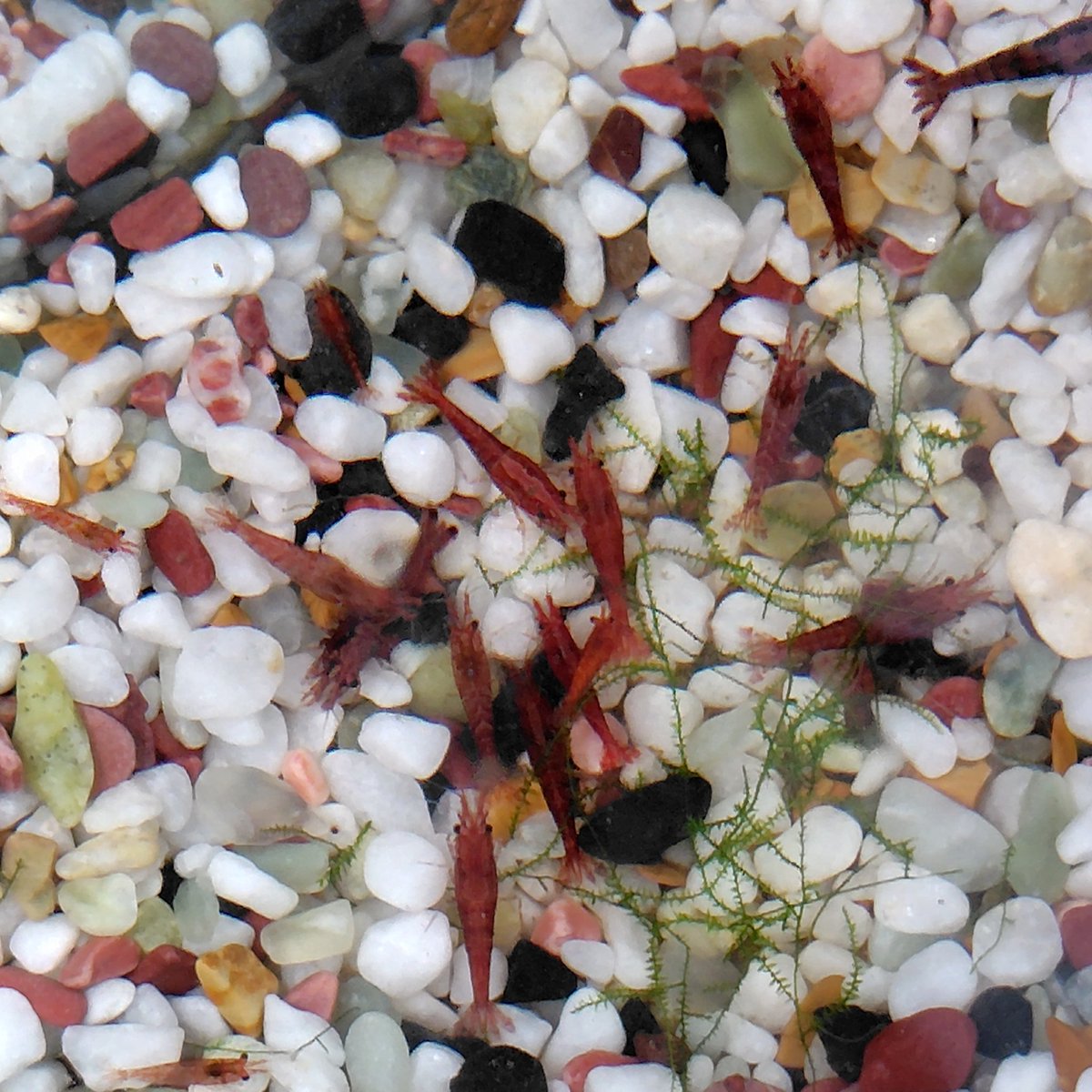 miiiさま確認ページ♡ みー🐧❤ on X