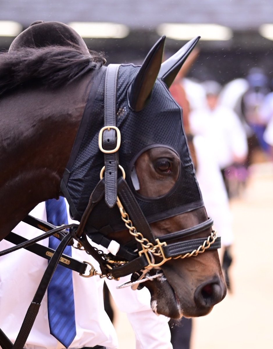 スペシャルウィークの血族を応援する会 (@specialweeklove) / Posts / X