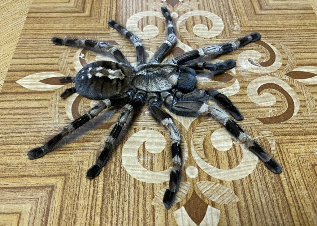 Poecilotheria miranda 母親

数日前に確認した時はまだかろうじて生きていた。この個体はかなり昔に佐藤さんが殖やしてくれた個体。かなり長生きして子孫も残してくれた。最近寿命で古参共等がポツポツと亡くなっているが、その殆どが20年弱なのでやはりこういう蜘蛛はこれくらいが平均なのだろうな。