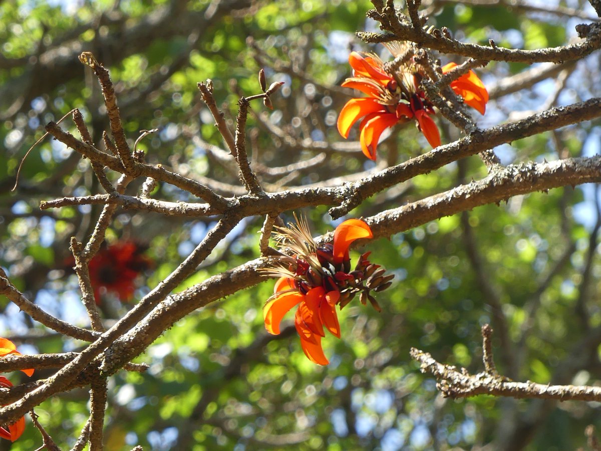 PhotosForTrees's tweet image. Two of Kenya&apos;s most widespread Erythrina trees in bloom 

#treesofkenya #trees