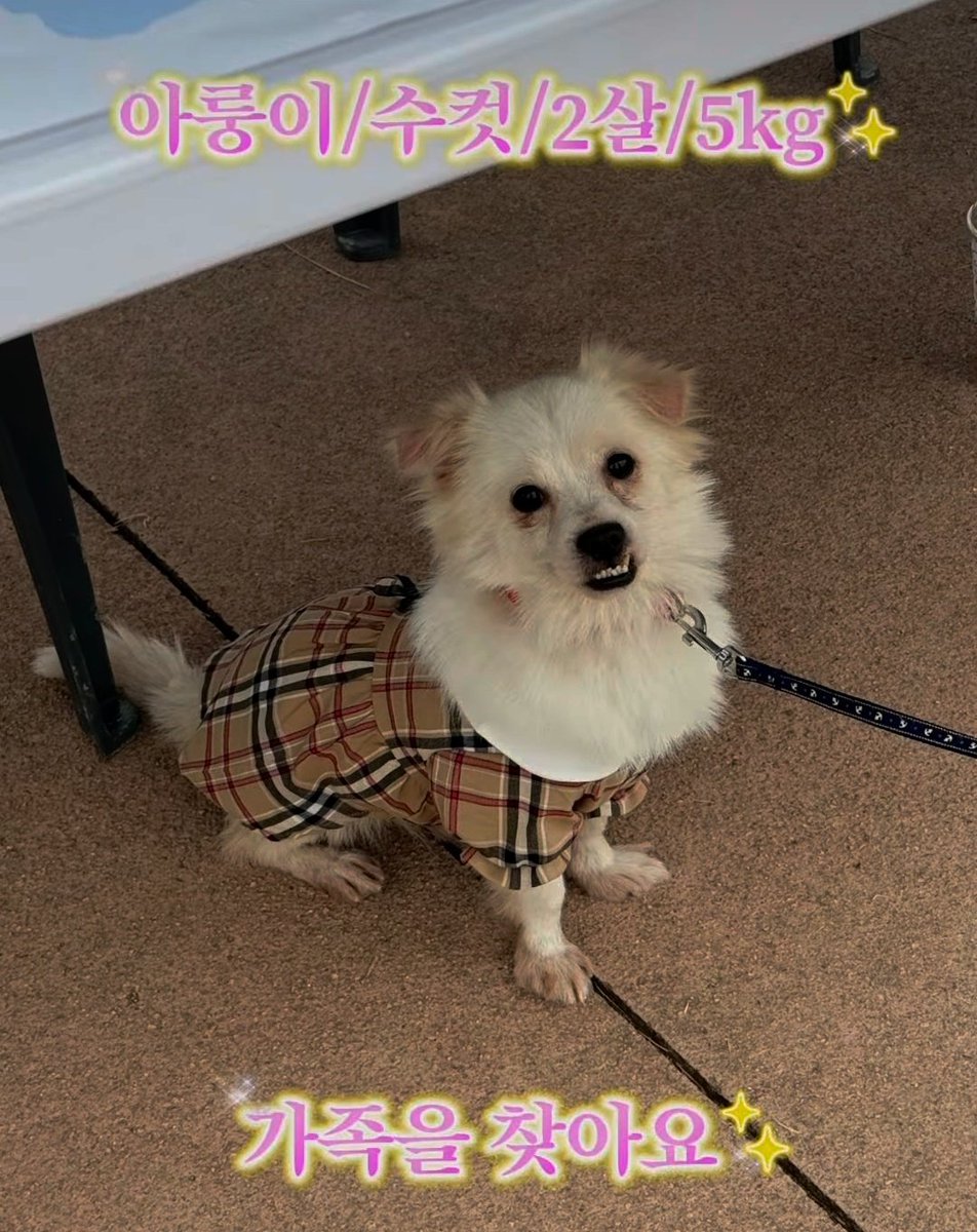 입양홍보 행사에서 가족 못 찾고
보호소로 돌아온 아룽이..

부정교합이 매력포인트인 아룽이 계속 가족찾고 있어요🥺

instagram.com/reel/DQygNTQD4…