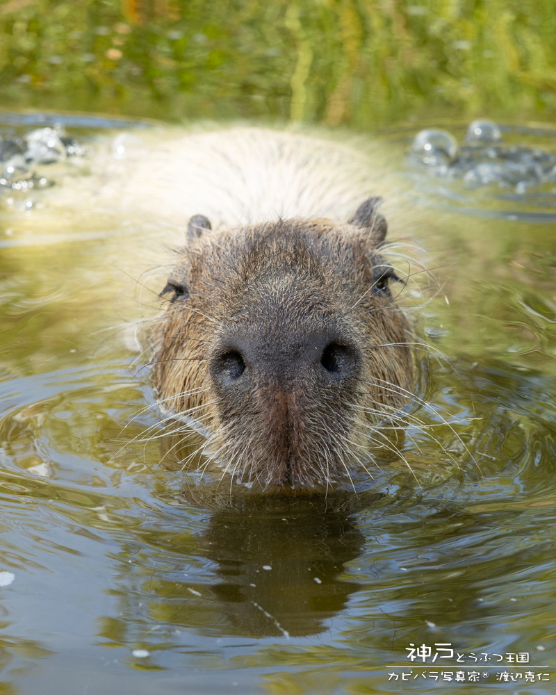 カピバラページ とくしま動物園のカピバラたち（前編） : カピバラモータース