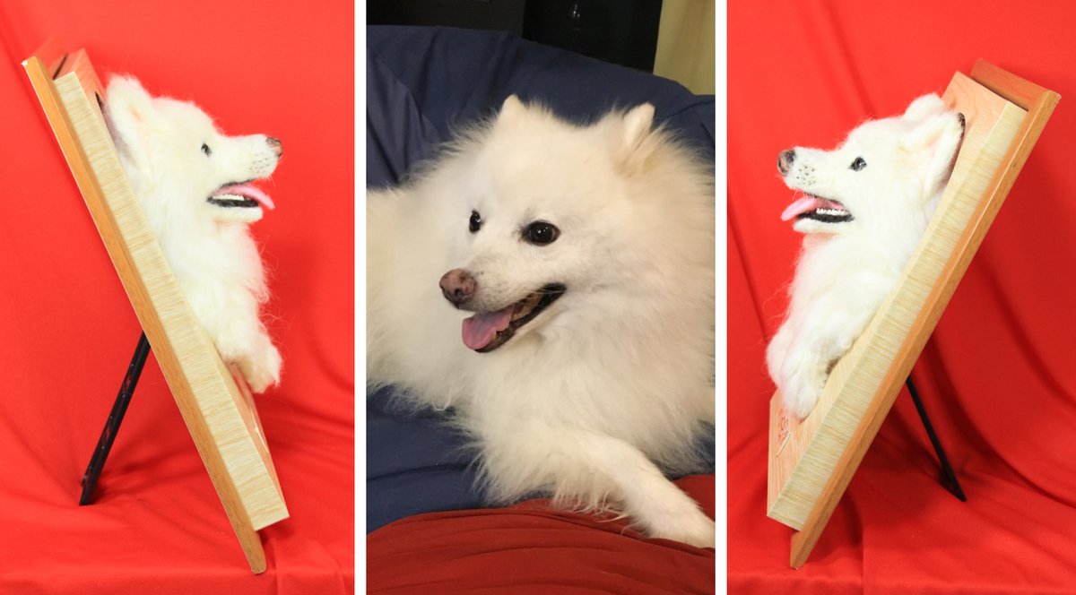 egaokoubou's tweet photo. ピースちゃんの「我が家御犬様」の製作依頼をして頂きました、ありがとうございましたm(__)m
ポストするのに画像編集していて、缶バッジの名前がエースになっているのに今気付きました😱
ごめんなさいm(__)m
名前修正した缶バッジを改めてお送らせていただきます、
