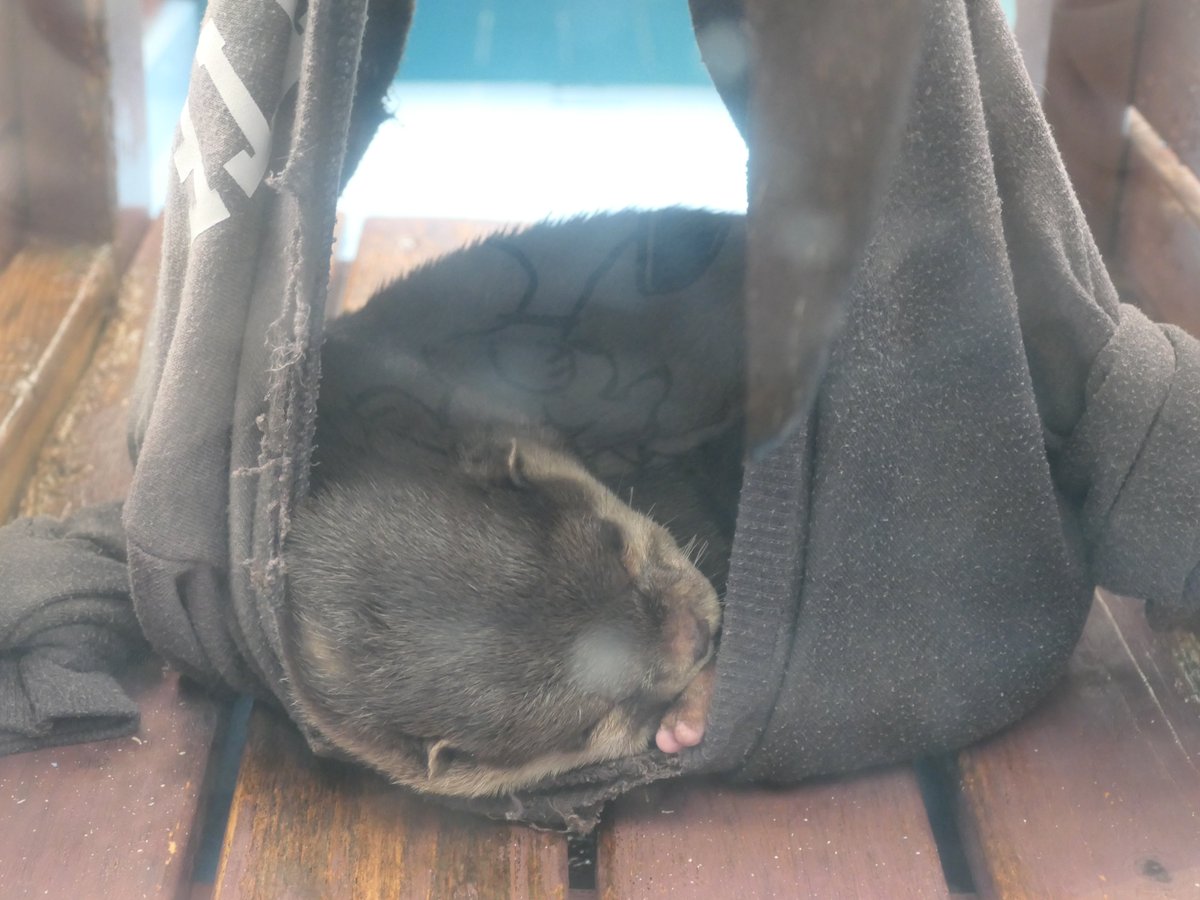 おきくらげ on X