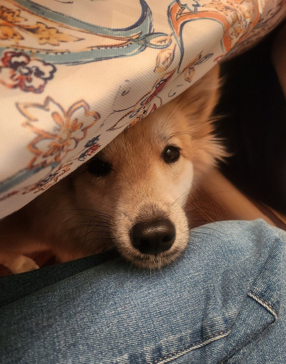 안줄거 알아도 일단은 찝적거려보는편