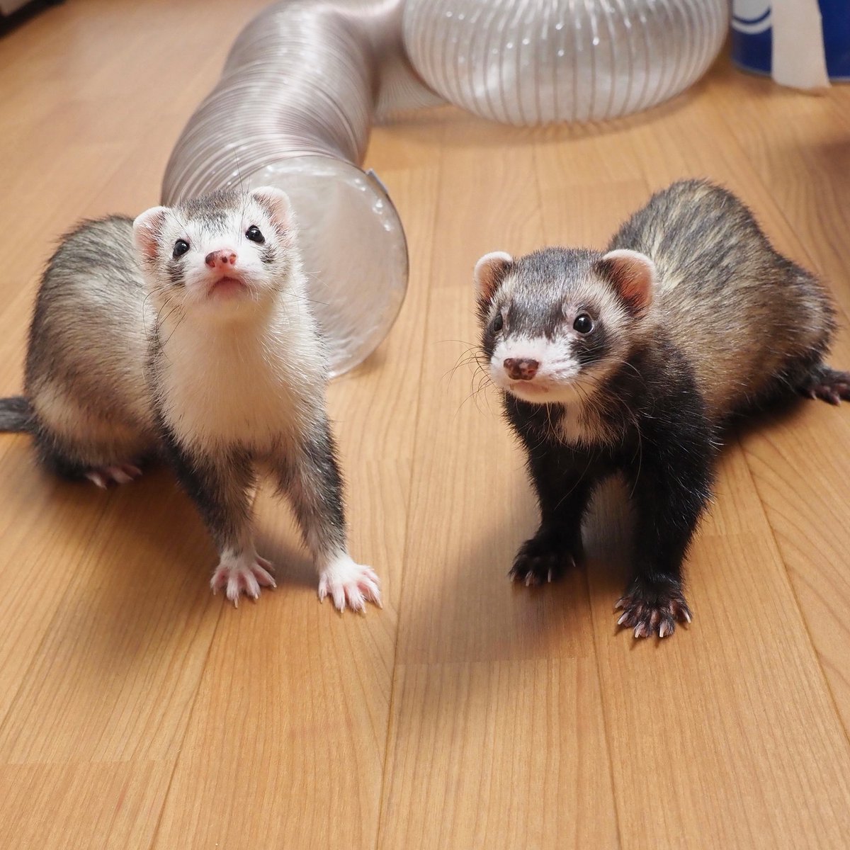 あっきー様ʢ☘︎-·̮•̯ʡʢ•̯·̫-☀︎ʡ on X