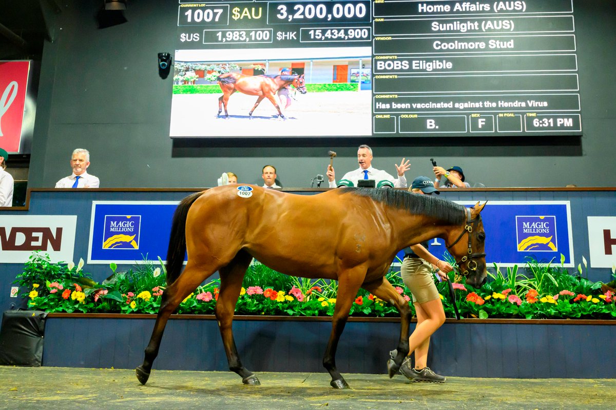 'All the major players are heavily supporting the sale' 🗣️ 

Magic Millions release quality catalogue for 2026 Gold Coast January sale

Read more 👉 bit.ly/3JJYCl4