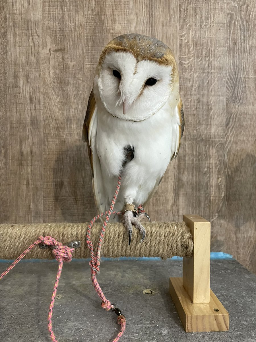 FandK 爬虫類木製ケージ on X