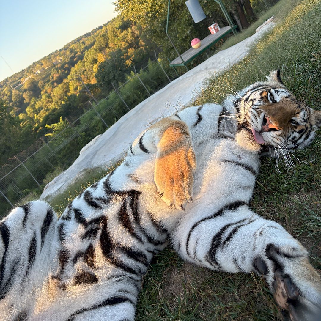 Majestic AND silly...  I love you crazy kitty