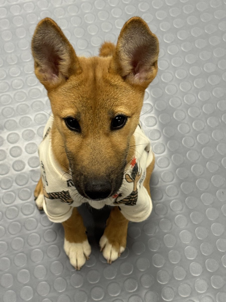 펄럭이 닮았다고 제보 받는 거
왈라비, 캥거루 ㅋㅋ
펄럭이는 오스트레일리아에서 왔나부다