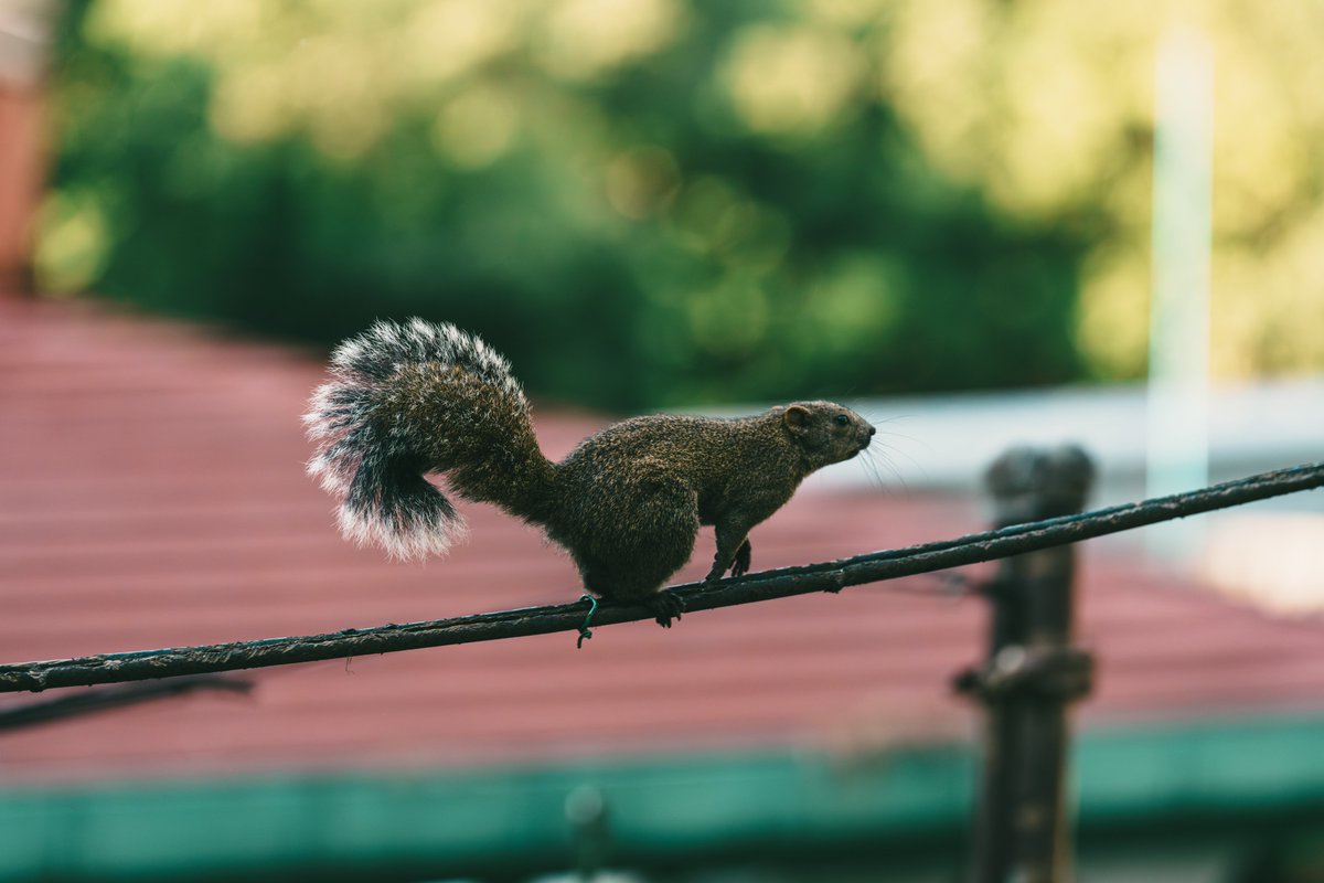 hatta_pic_0301's tweet photo. タイワンリス🐿 https://t.co/9Y7jonFDOm