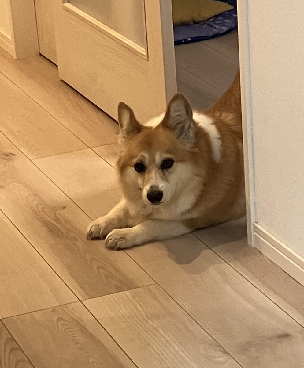 木彫りのコーギー（制作中） kogi_musu on X