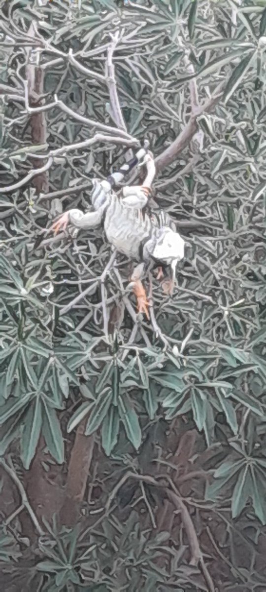 Esta es mi primera visita mañanera en Quilla...

Una hermosa iguana de casi dos metros.

FELIZ DOMINGO!!!