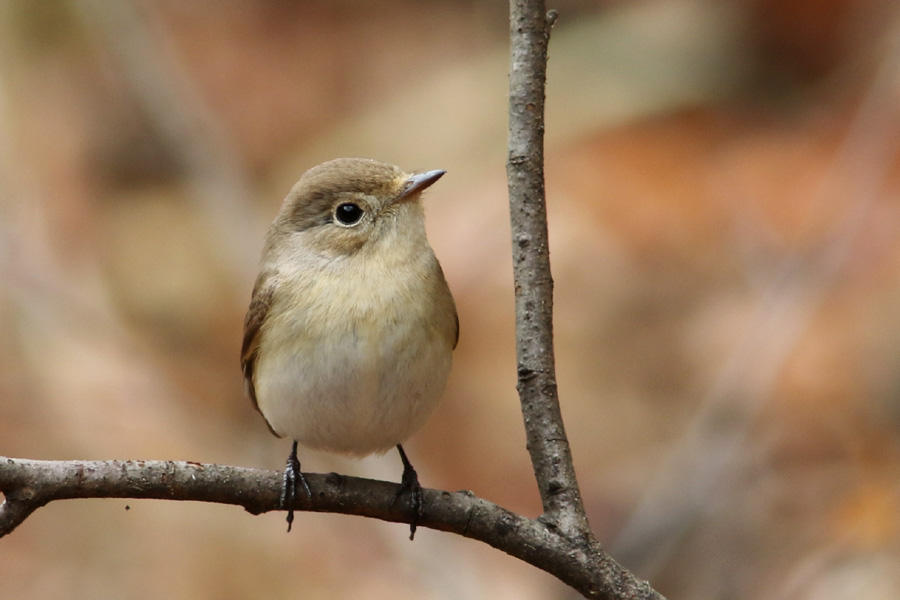 bobioヤマモミジ MS-94BZB（移動体用ブラシレスモータ/ホールセンサ搭載/ギヤ・ブレーキ