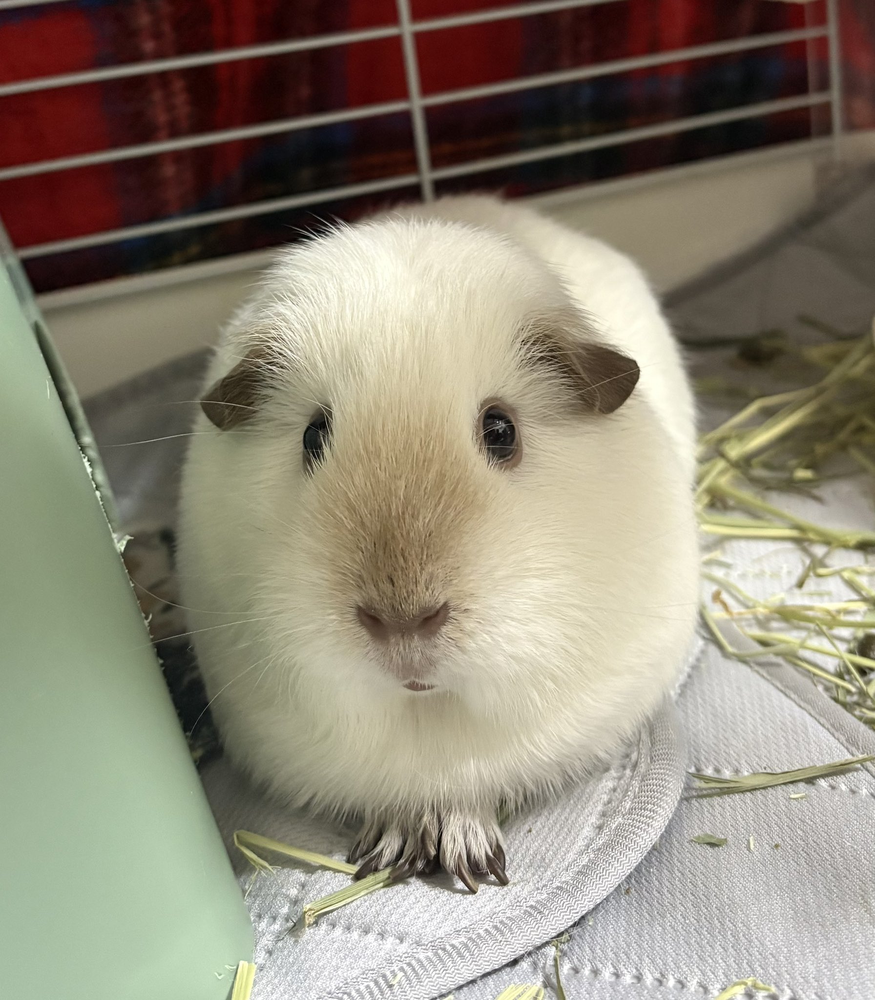 モルモット - Search / X