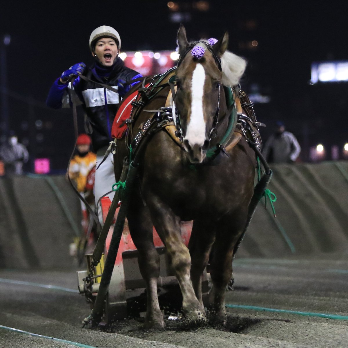 banei_tokachi's tweet photo. 【ばんえい競馬　重賞結果】
第50回 #クインカップ（BG3）　
優勝馬 ①#カフカ
騎乗 #金田利貴騎手

「内容がヤバイ感じで...かっこいいレースではなかった」と苦笑い金田騎手
障害下でグッと堪えるも、やる気みなぎり、行く気満々！ 今季重賞2勝しトップハンデを、まさにパワーで押しきり念願の世代女王に輝く。

2着は5頭ごぼう抜き⑧#ホクショウレディー、３着に地力をみせた⑤#スカーレット が入る
#ばんえい　#地方競馬　#レース結果
成績　
https://t.co/Wc5pHBjBvn