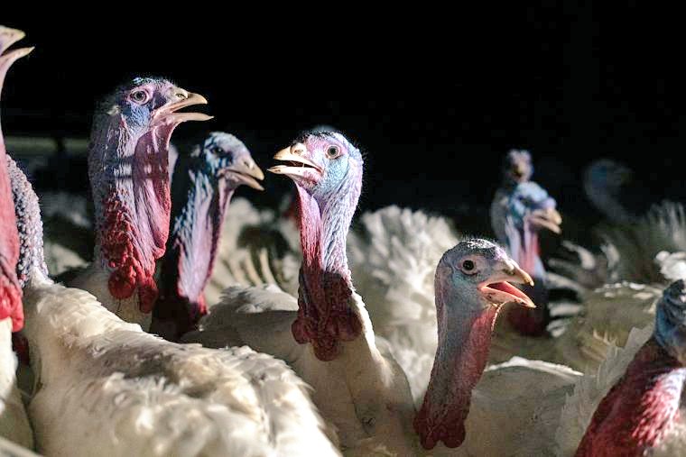 greennomad61's tweet image. #Thanksgiving
More than 200 million turkeys are slaughtered /year in the US, nearly all of whom spend their whole lives on intensive factory farms where they must endure severely crowded conditions &amp;amp; unimaginable cruelty. 
⤵️ share.google/G9Jp5ivD7DiqBk…

✅ AdoptaTurkey.org