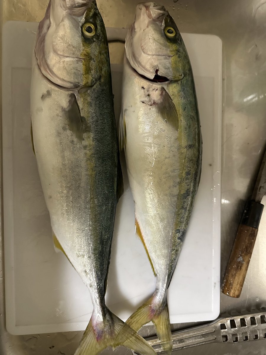 toc_zc32s520's tweet photo. サイズは、小さいけど爆釣した中の2匹
またも刺身と炙りでいただきます！ https://t.co/6Ae6k7LYxf