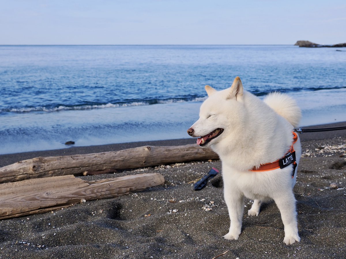 Latte_Shibainu's tweet image. 海辺のラッちゃん。