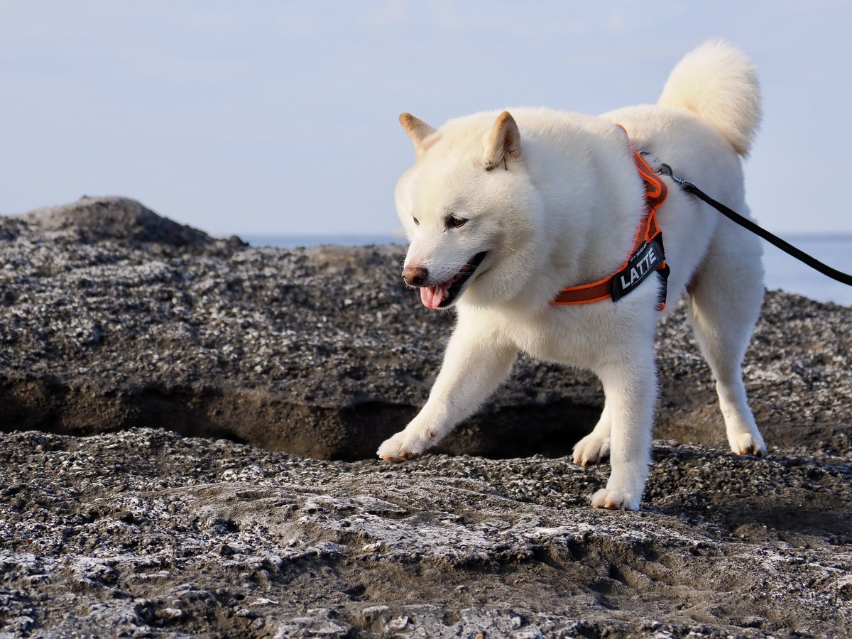 Latte_Shibainu's tweet image. 海辺のラッちゃん。