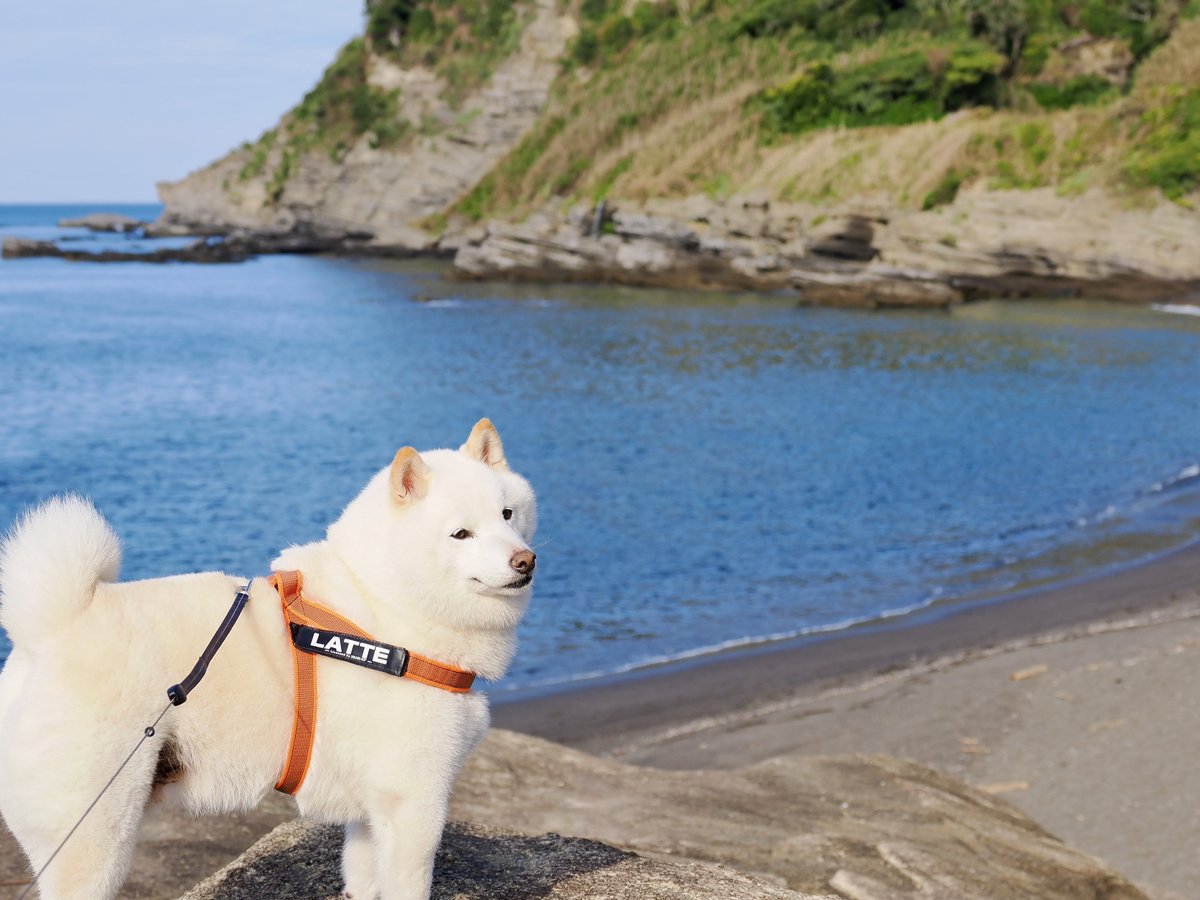 Latte_Shibainu's tweet image. 海辺のラッちゃん。