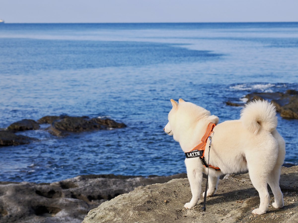 Latte_Shibainu's tweet image. 海辺のラッちゃん。