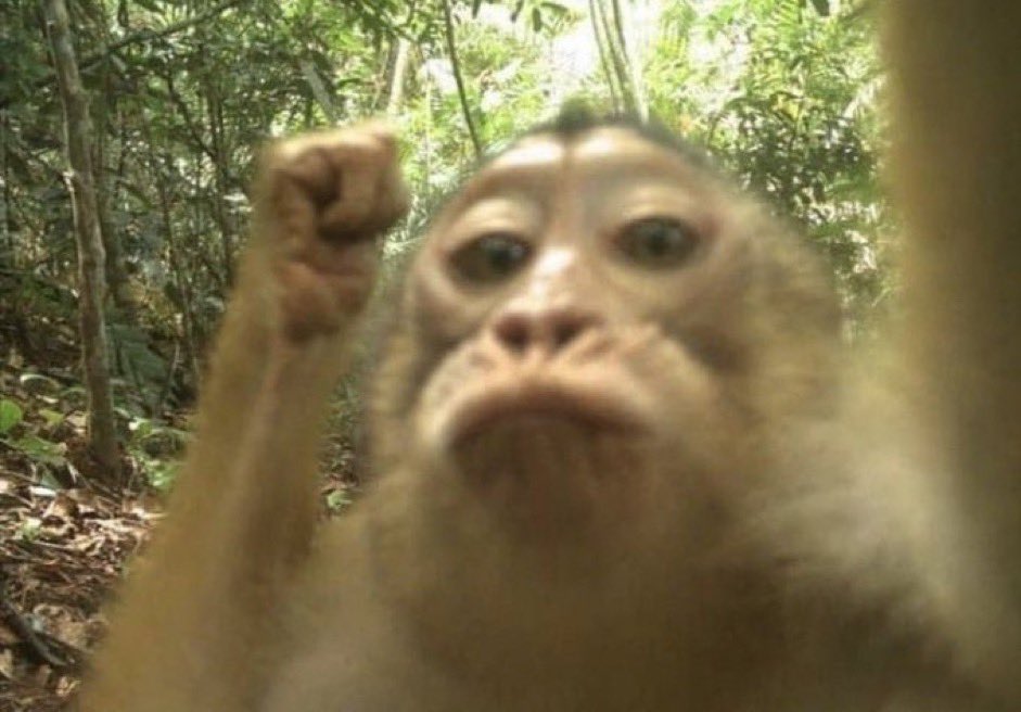 evitando entrar no insta pra não sofrer do fomo do zig festival